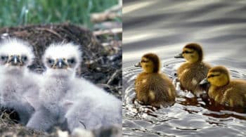 Adler oder Ente