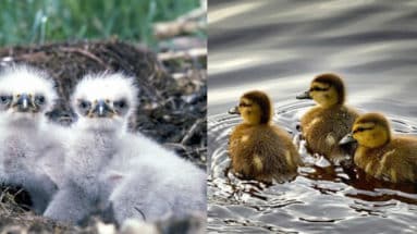 Adler oder Ente