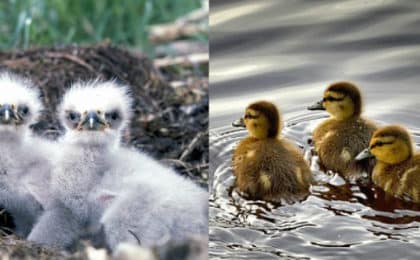 Adler oder Ente